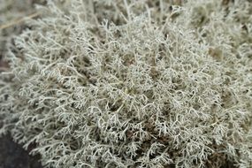 lichen structure