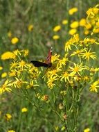 Peacock butterfly on yellow flower