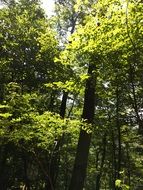 sunlight trees nature summer sun