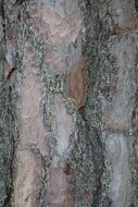 the bark forest tree texture