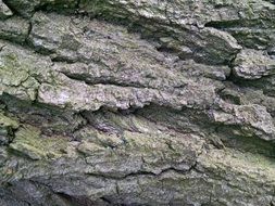 bark trees texture nature natural