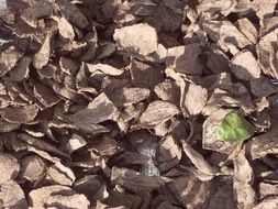 pattern green leaf brown earth