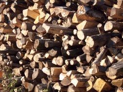 Texture of wooden logs