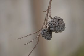 dried custard apple background