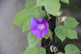 petunia plant flowers morning glory