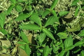weeds leaf grass sunshine