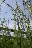 nature grass field spring