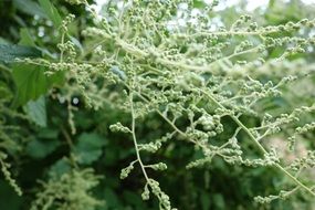 green plant with buds
