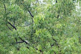 trees green tree background