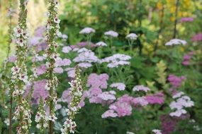 flowers pink white bloom summer