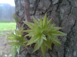 tree spring nature green summer