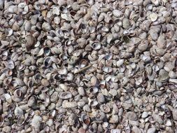 seashell sand outdoor beach shells