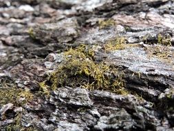 autumn fall moss tree nature