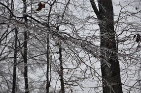 icicles on the branches of trees