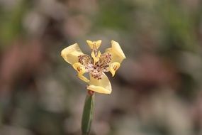 yellow flower nature blur color