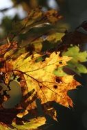 leaf autumn leaves yellow orange leaf plant