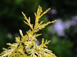 thuja closeup background