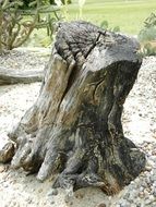 the bark of the tree texture