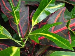 contrast leaves