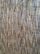 beach reed background texture