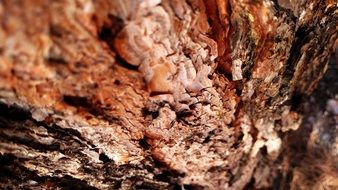 rough brown bark of tree texture wood