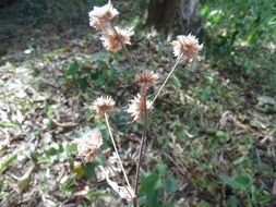 summer flowers in the forest