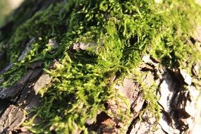 moss wood green nature