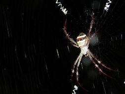 black spider wave nature insect