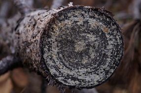 wood log stump growth ring forest
