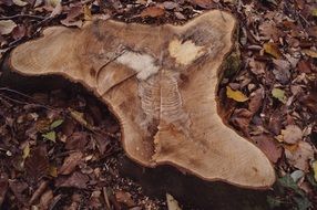 wood log stump plant forest