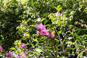 plant flowers purple pink views
