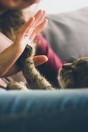 cat playing with the human