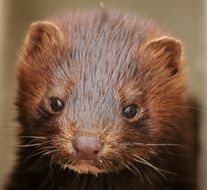 face of a little mink