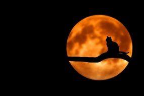 cat and fool moon drawing