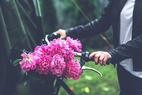 Peonies in the bicycle basket