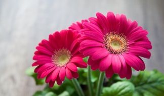 purple gerberas