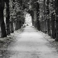 Black and white photo of tree lined avenue