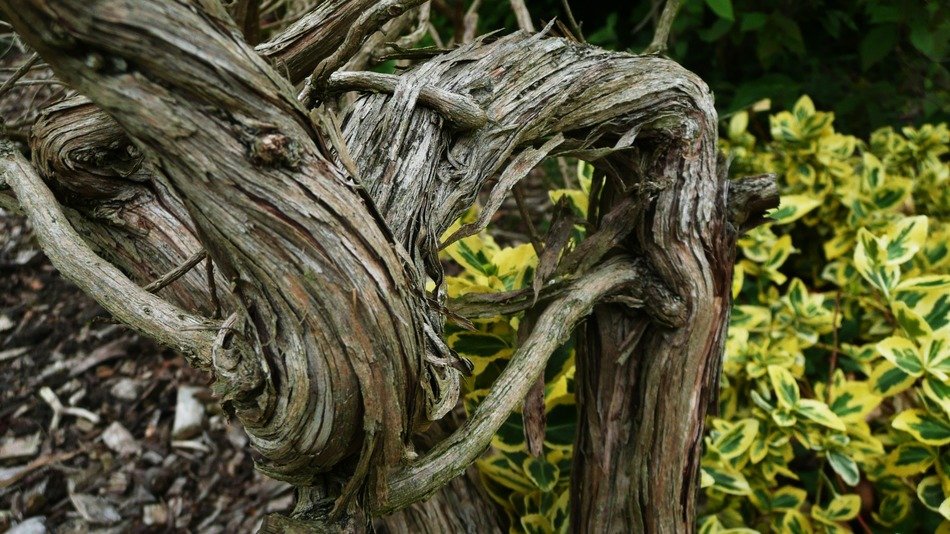 woods ancient old woody brown