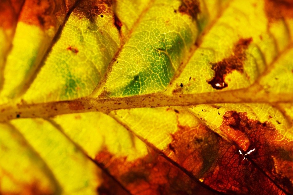 autumn background close up color