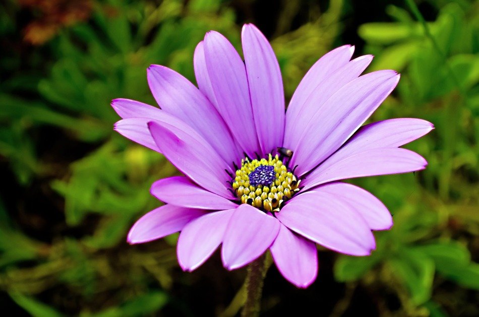 background with purple garden flower