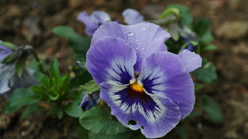 pansy background blossom bloom