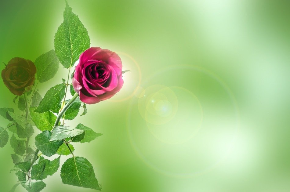 green background with garden rose