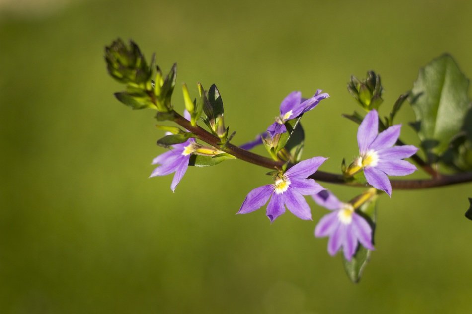 flowers blurred background flora