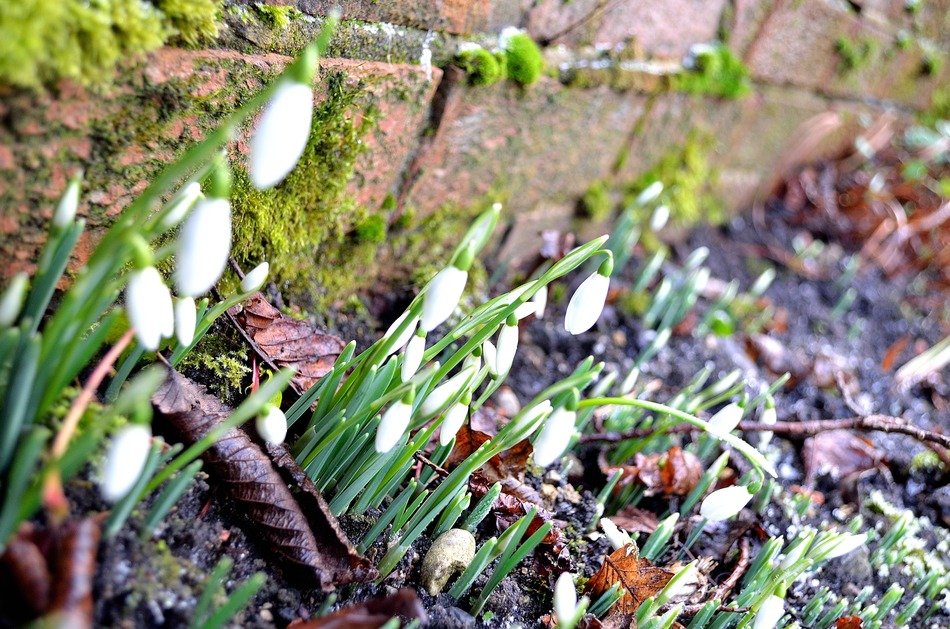 snowdrops flowers nature symbol