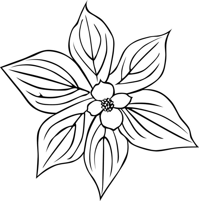 leaves flower black and white