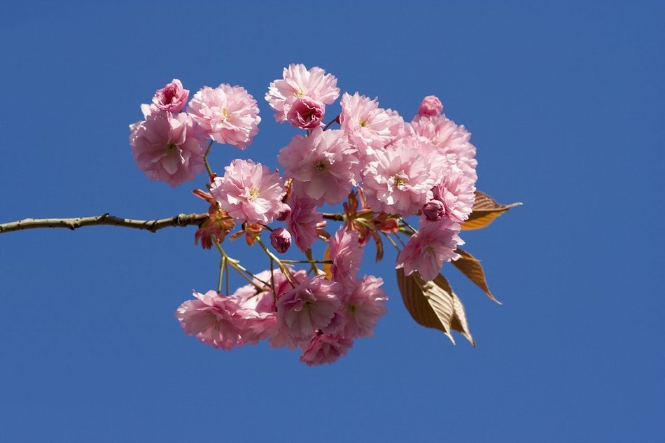 Japanese flowering cherry flower free image download