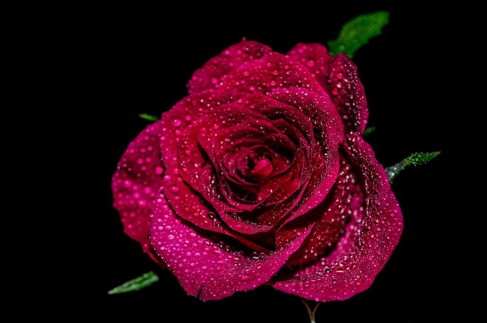 magenta rose in water drops