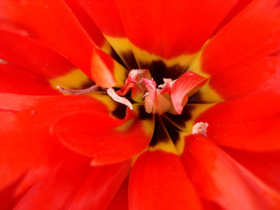 tulip flowers tulips red