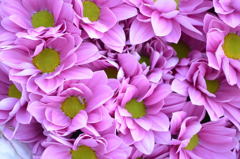 purple flowers nature background