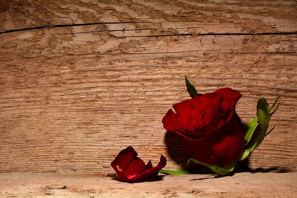 red flower on the wooden background